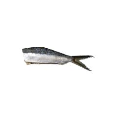 Sardinha Laje HG 